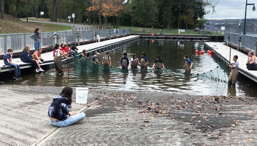 students netting fish with seine net
