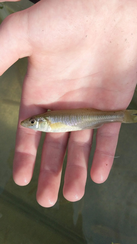 banded killifish in hand